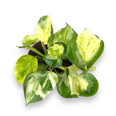 epipremnum marbl eppl