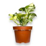 epipremnum marbl eppl
