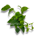 epipremnum marbl grin