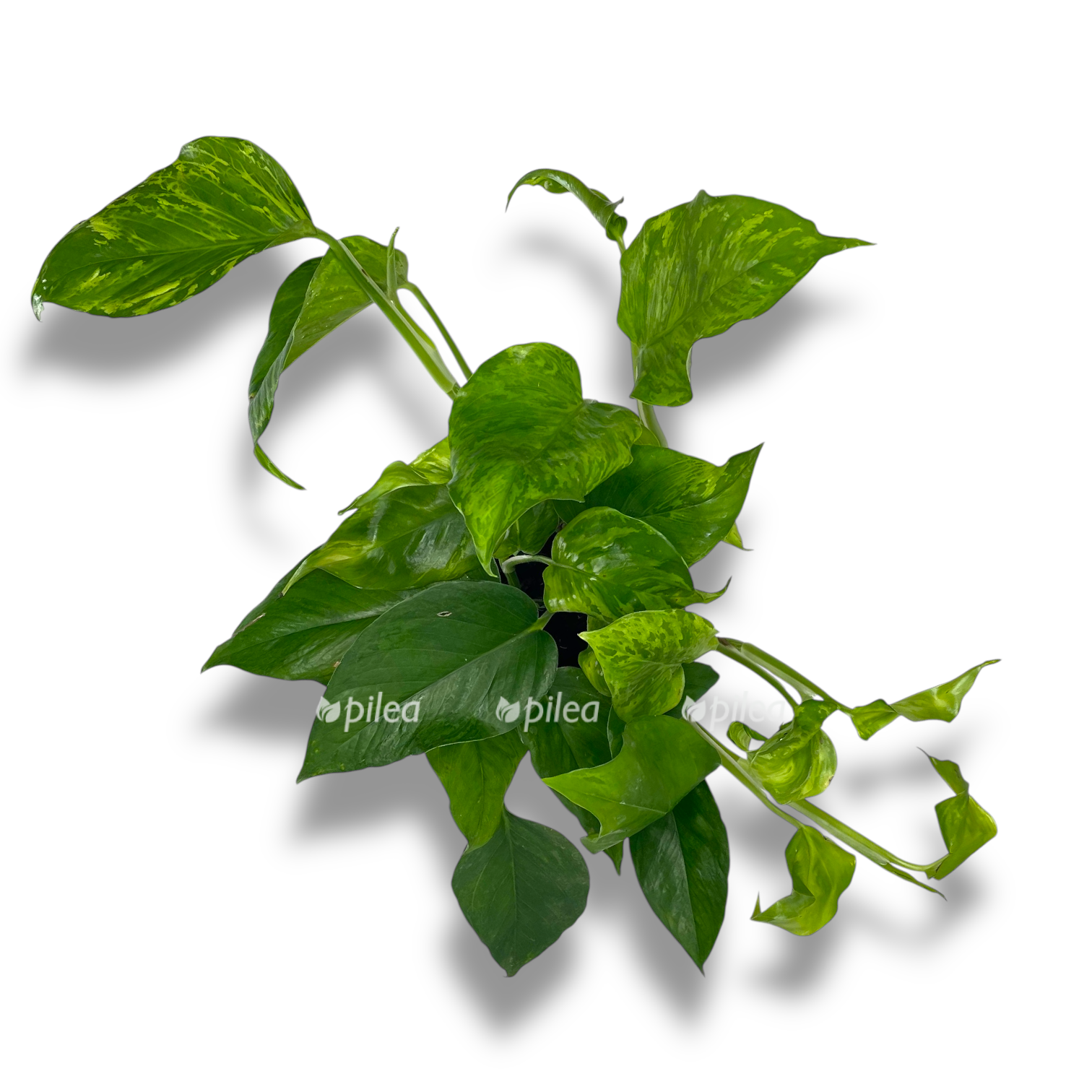 epipremnum marbl grin