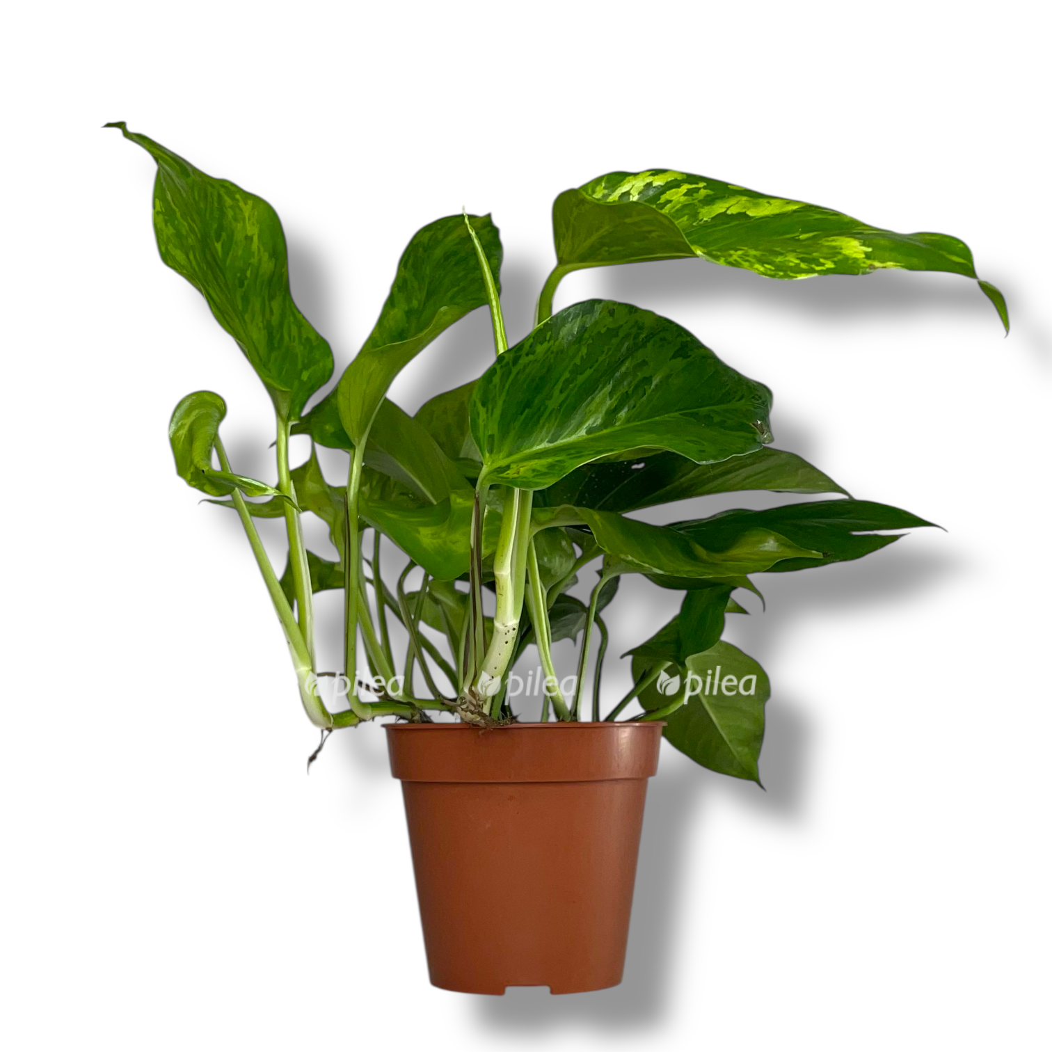 epipremnum marbl grin