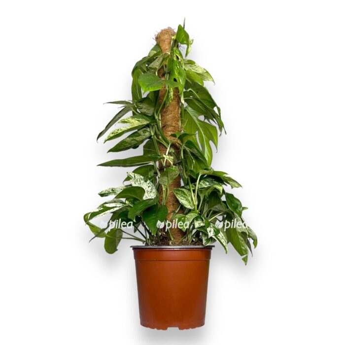 epipremnum marbl king na opore e1719906938542