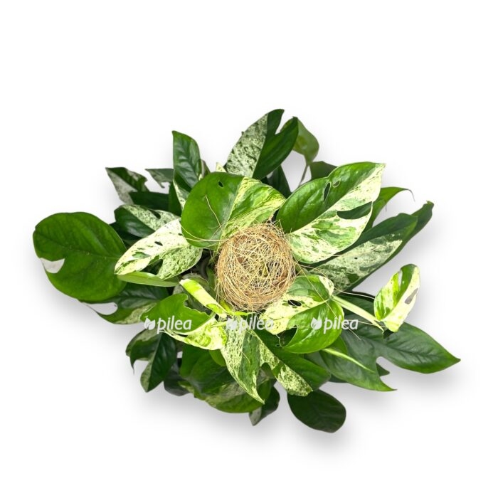 epipremnum marbl king na opore e1719906957496