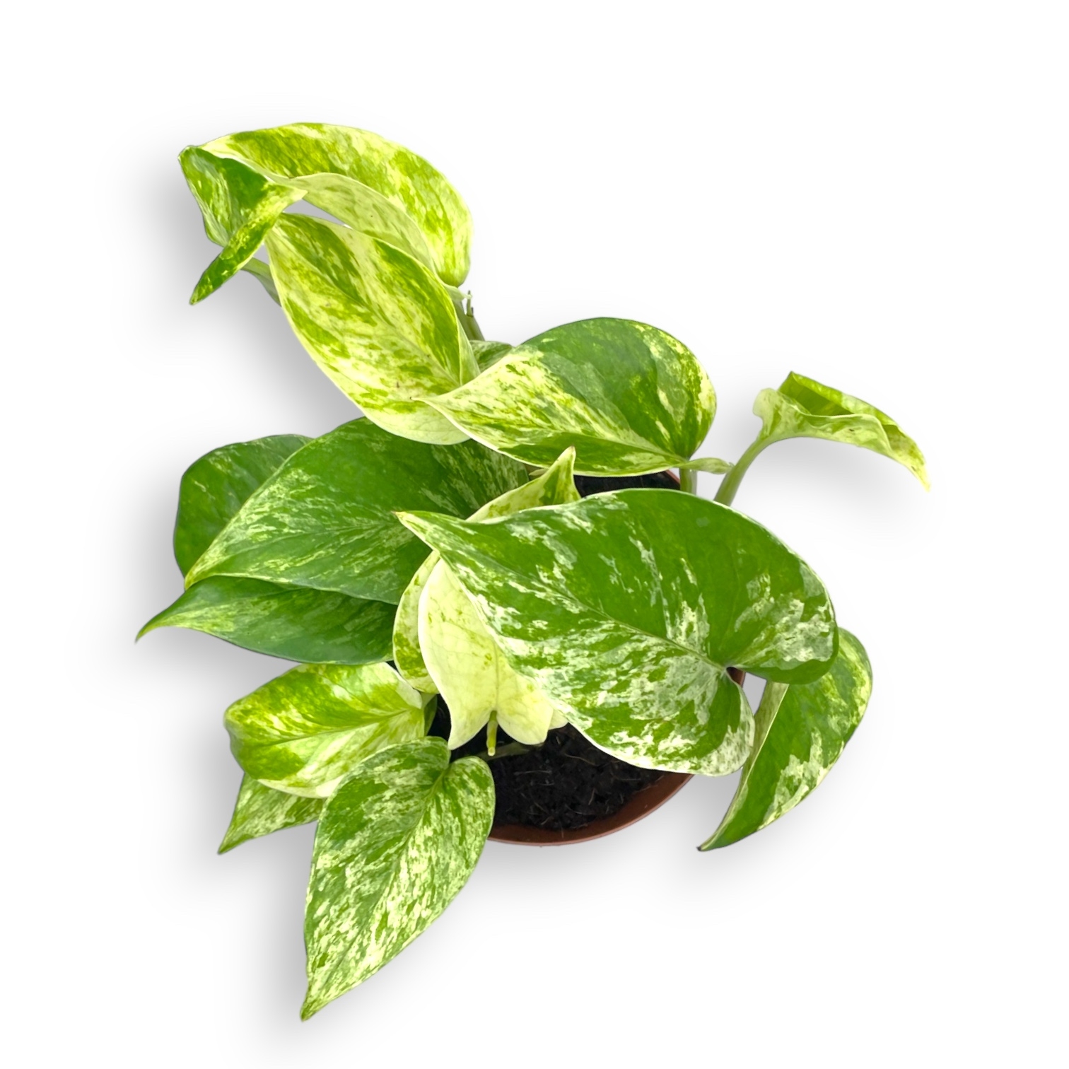 epipremnum marbl kvin