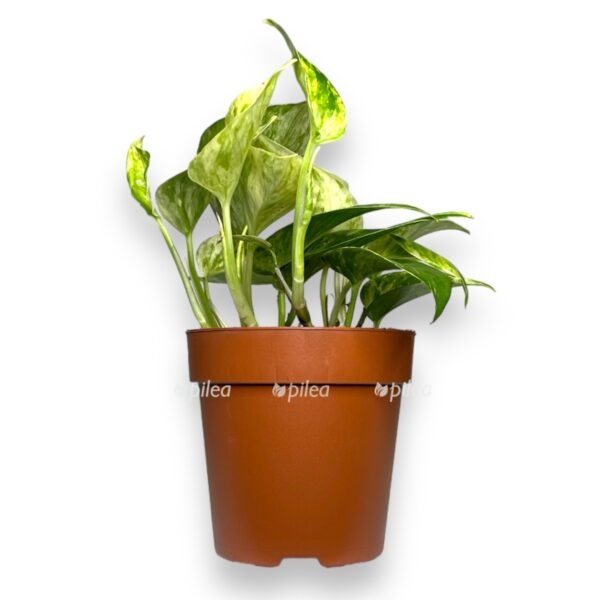 epipremnum marbl kvin e1755018873295