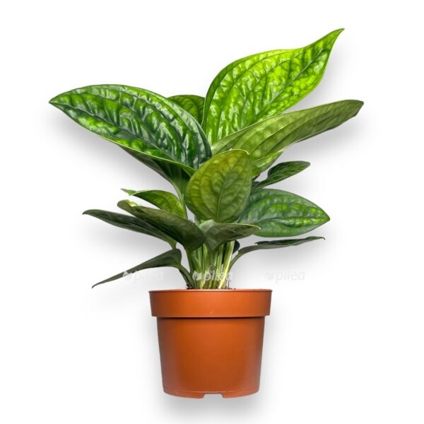 epipremnum marbl planet e1725714722175