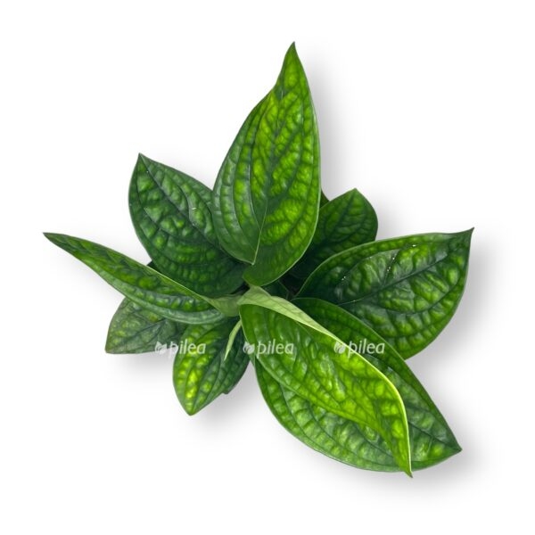 epipremnum marbl planet e1725714731953