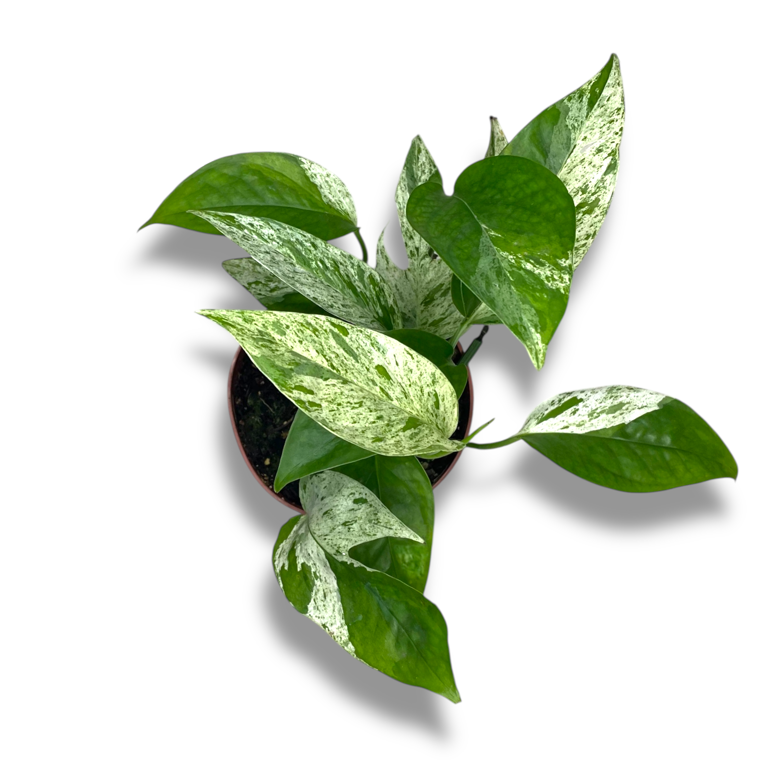 epipremnum marbl variegata