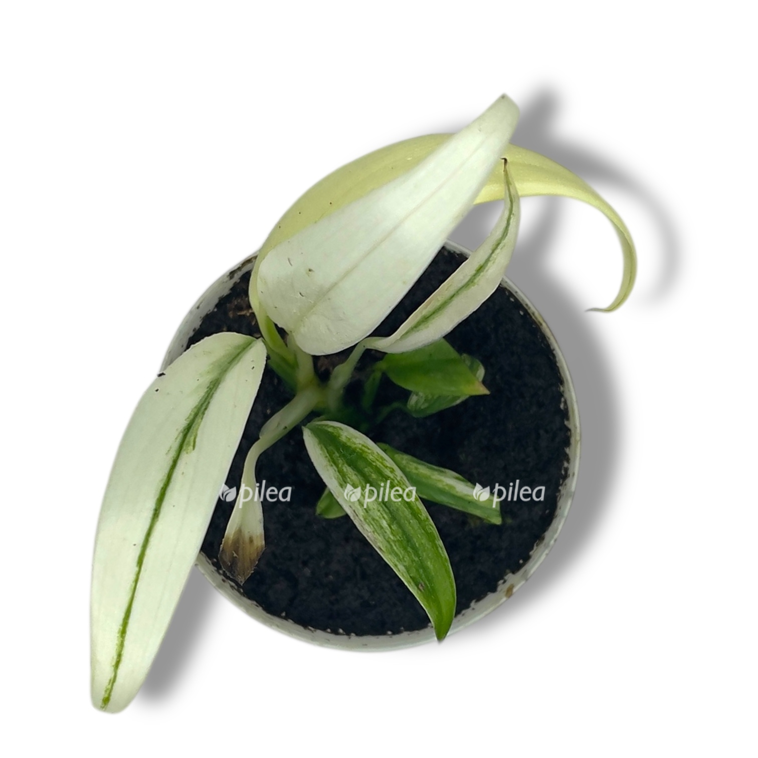 epipremnum pinnatum amplisimum variegata