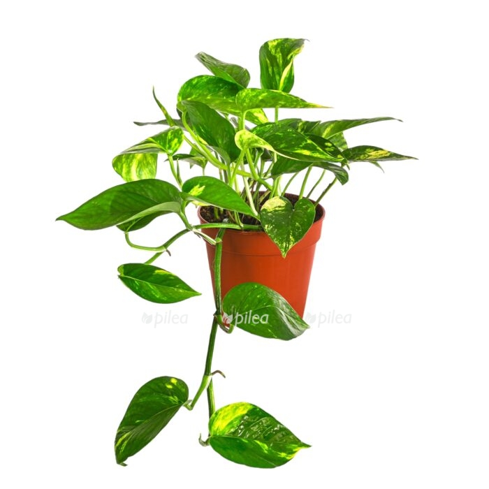 epipremnum pinnatum aureum 12 25 sm e1699291195493 1