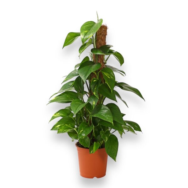 epipremnum pinnatum aureum na opore 17 80 sm e1724825769442