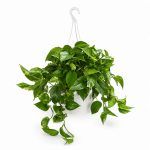 epipremnum pinnatum aureum podvesnoj 1