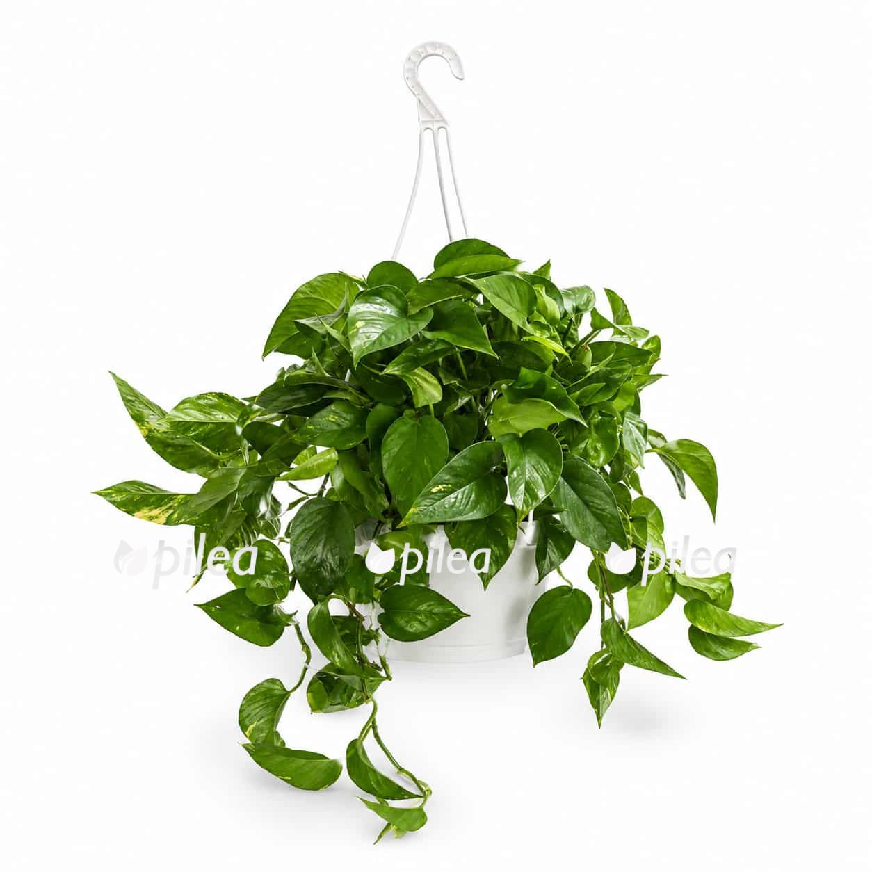 epipremnum pinnatum aureum podvesnoj 1