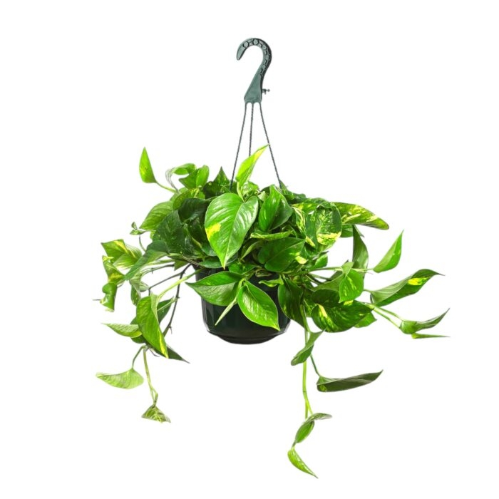 epipremnum pinnatum aureum podvesnoj 15 45 sm e1699291584889