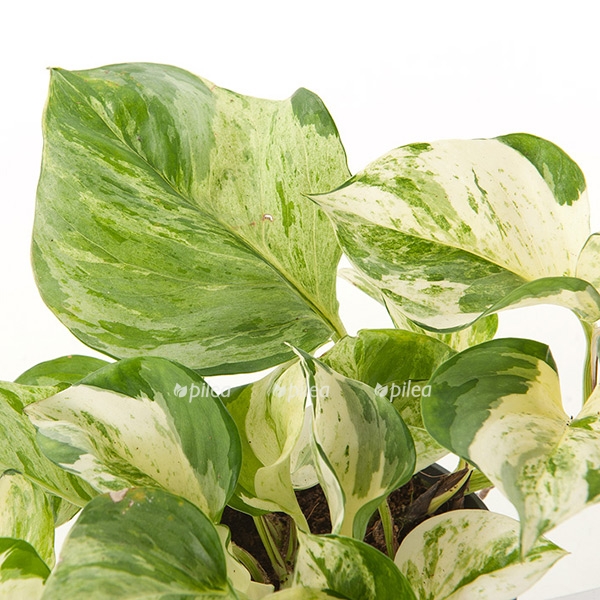 epipremnum pinnatum happy leaf 12 close