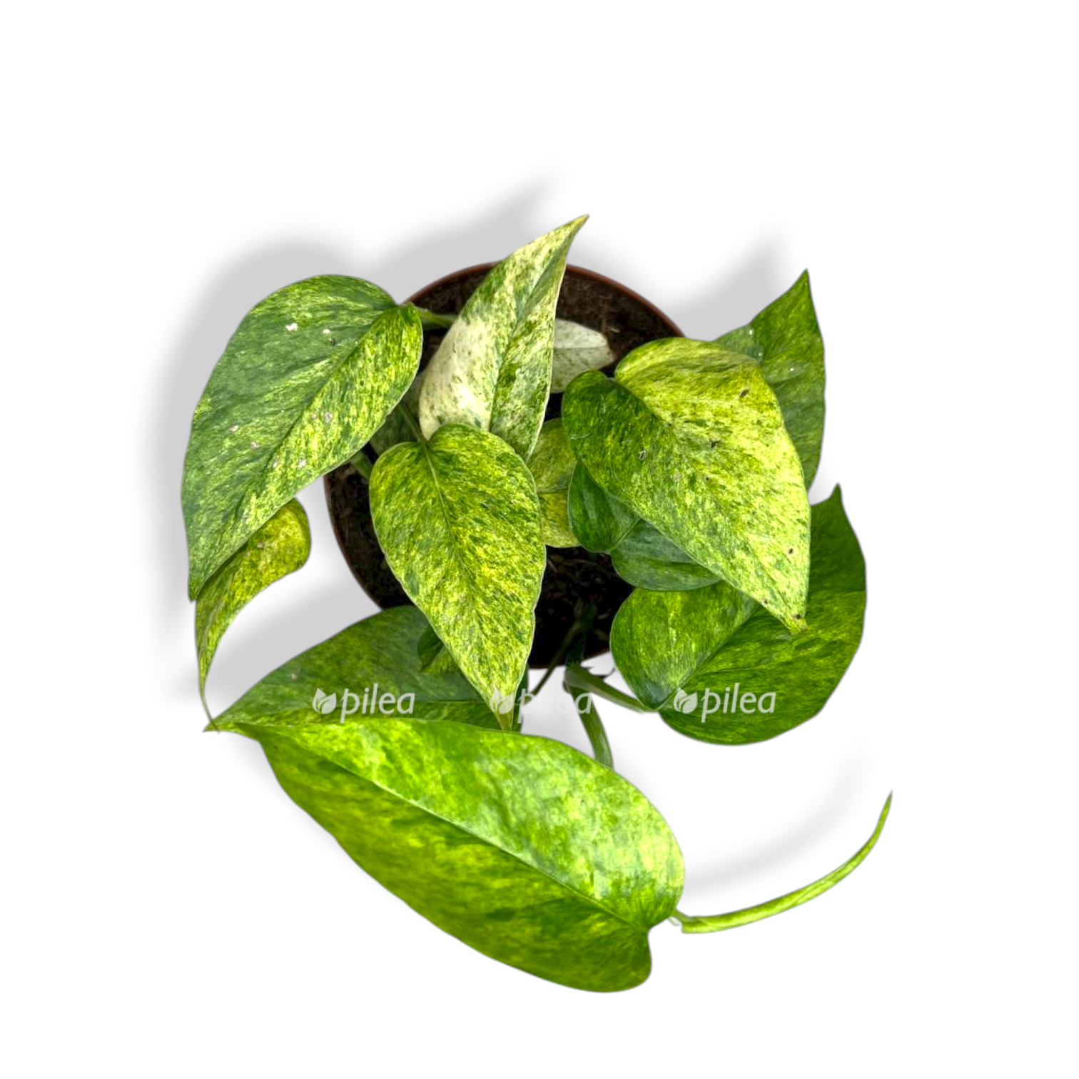 epipremnum pinnatum mini