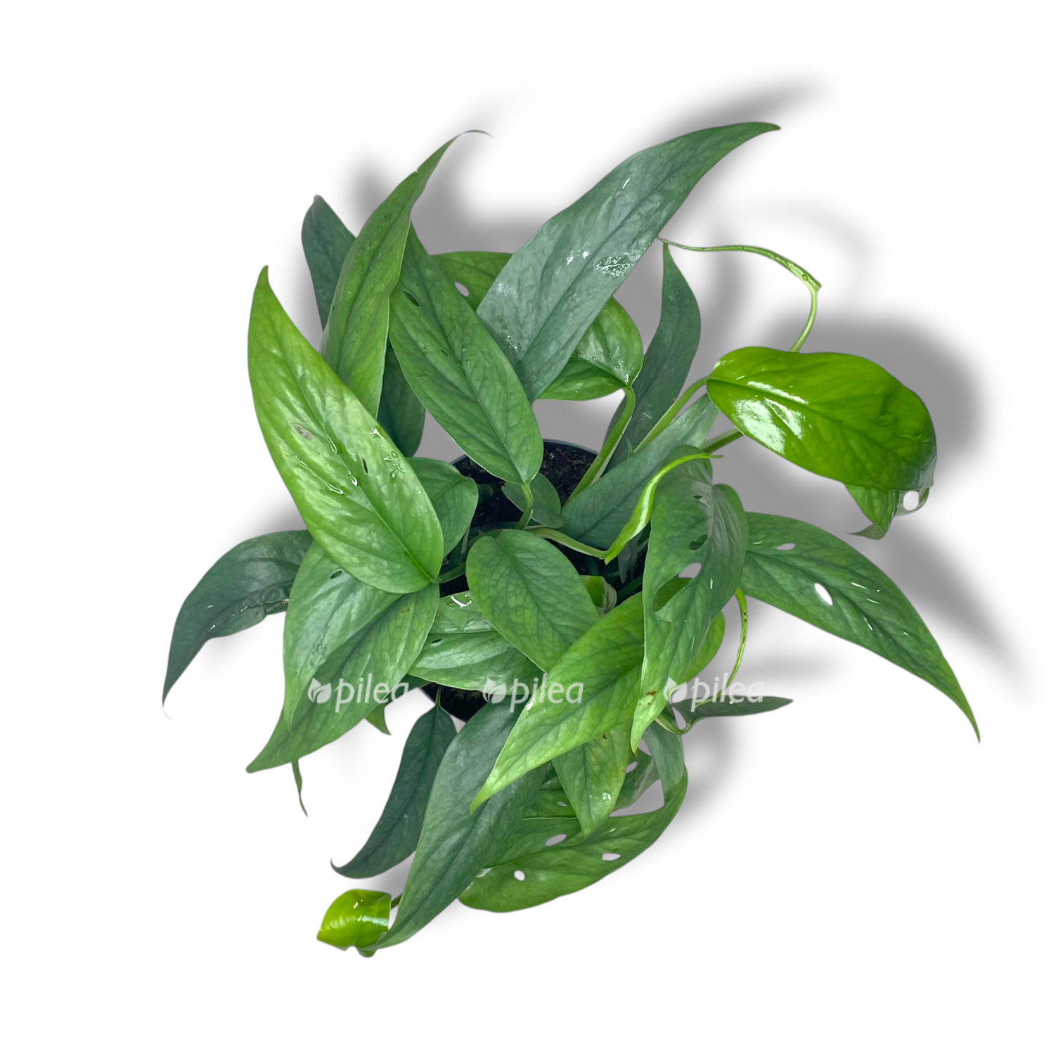 epipremnum pinnatum sebu blyu