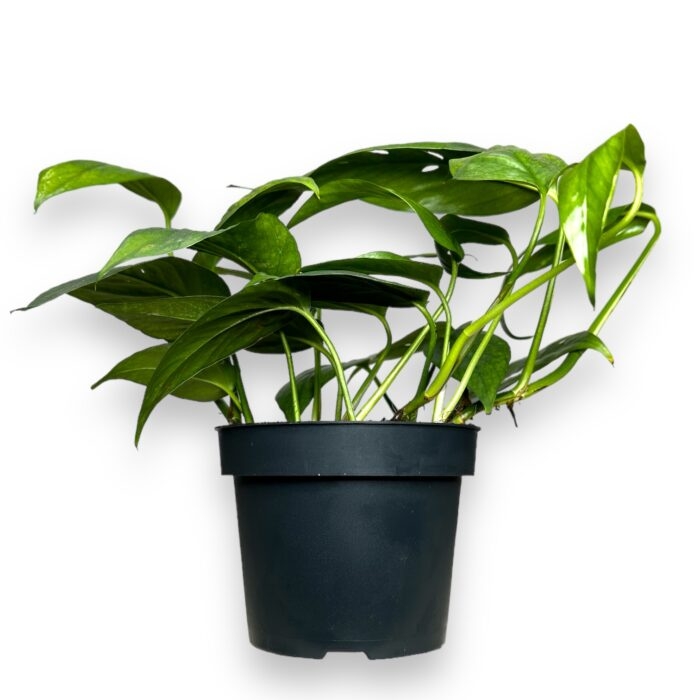 epipremnum pinnatum sebu blyu 1 e1698680771297