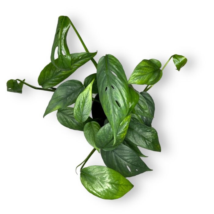 epipremnum pinnatum sebu blyu e1698680760260