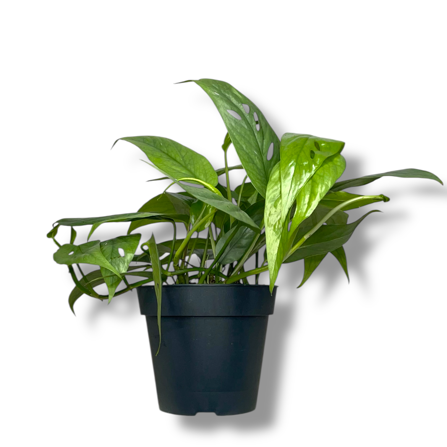 epipremnum pinnatum sebu blyu