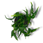 epipremnum shangri la