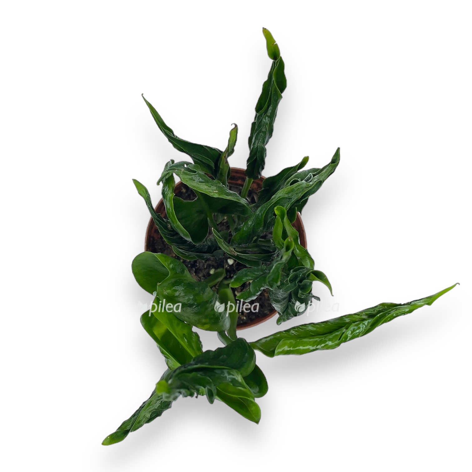 epipremnum shangri la