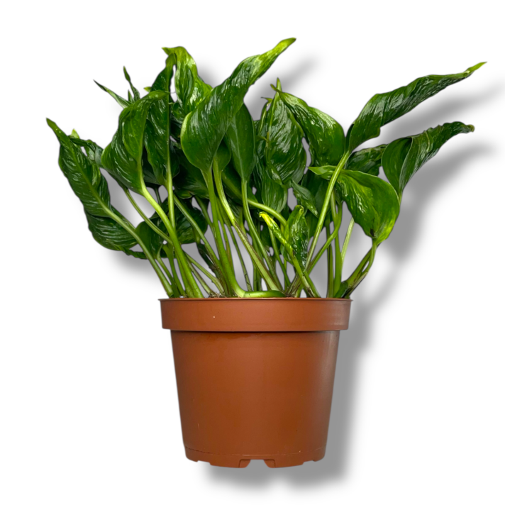 epipremnum shangri la e1772388842147