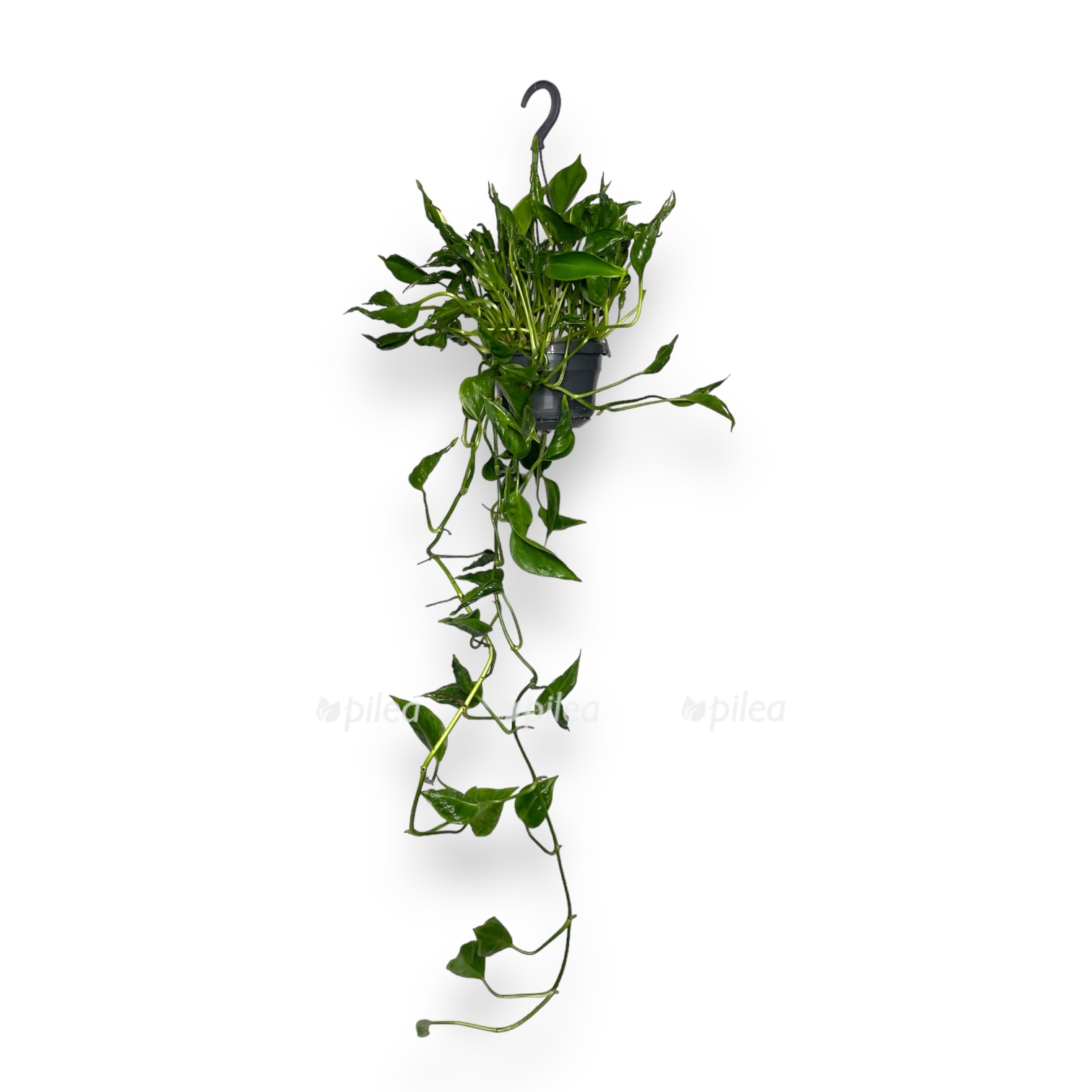 epipremnum shangri la