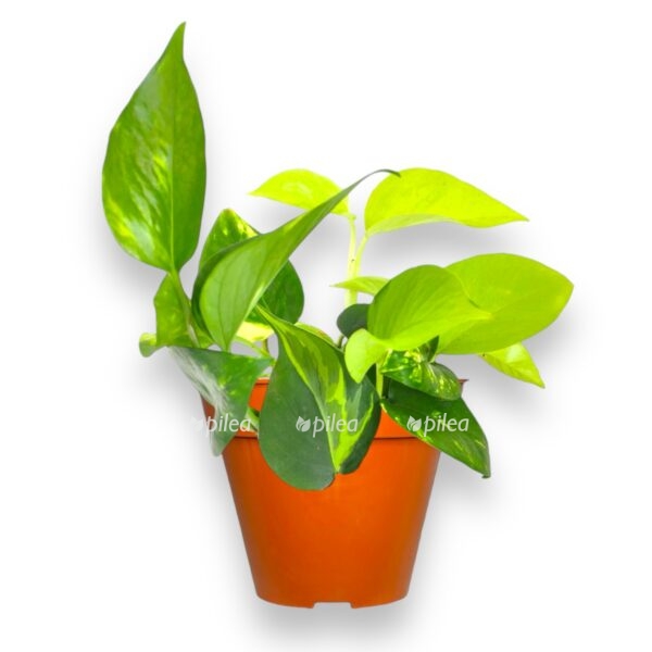 epipremnum trikolor e1727543618151