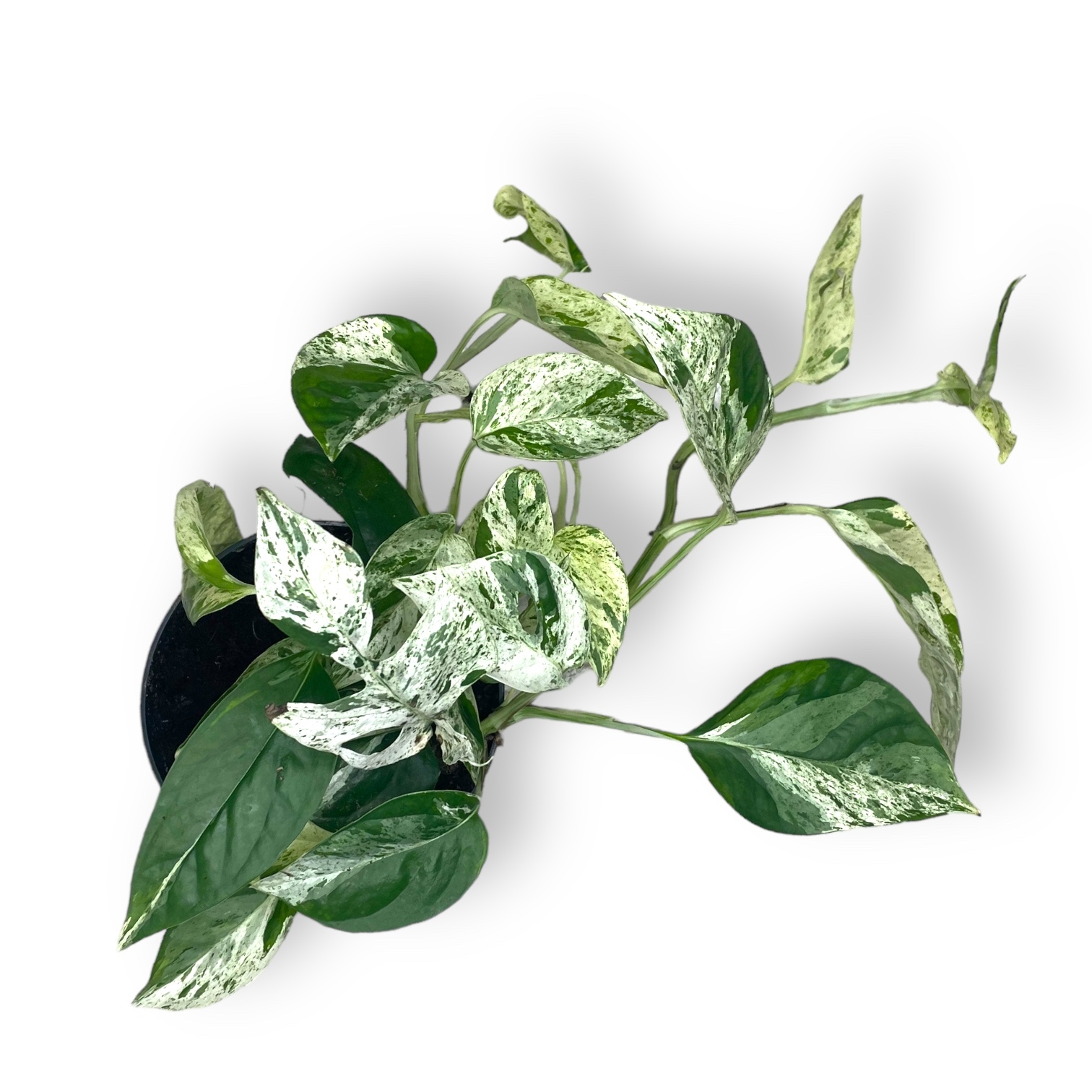 epipremnum vajt marbl variegata 1