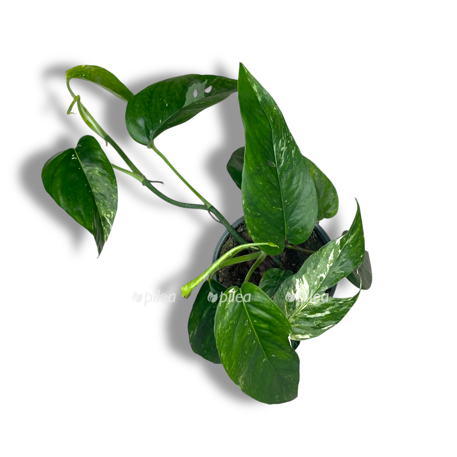 epipremnum variegata