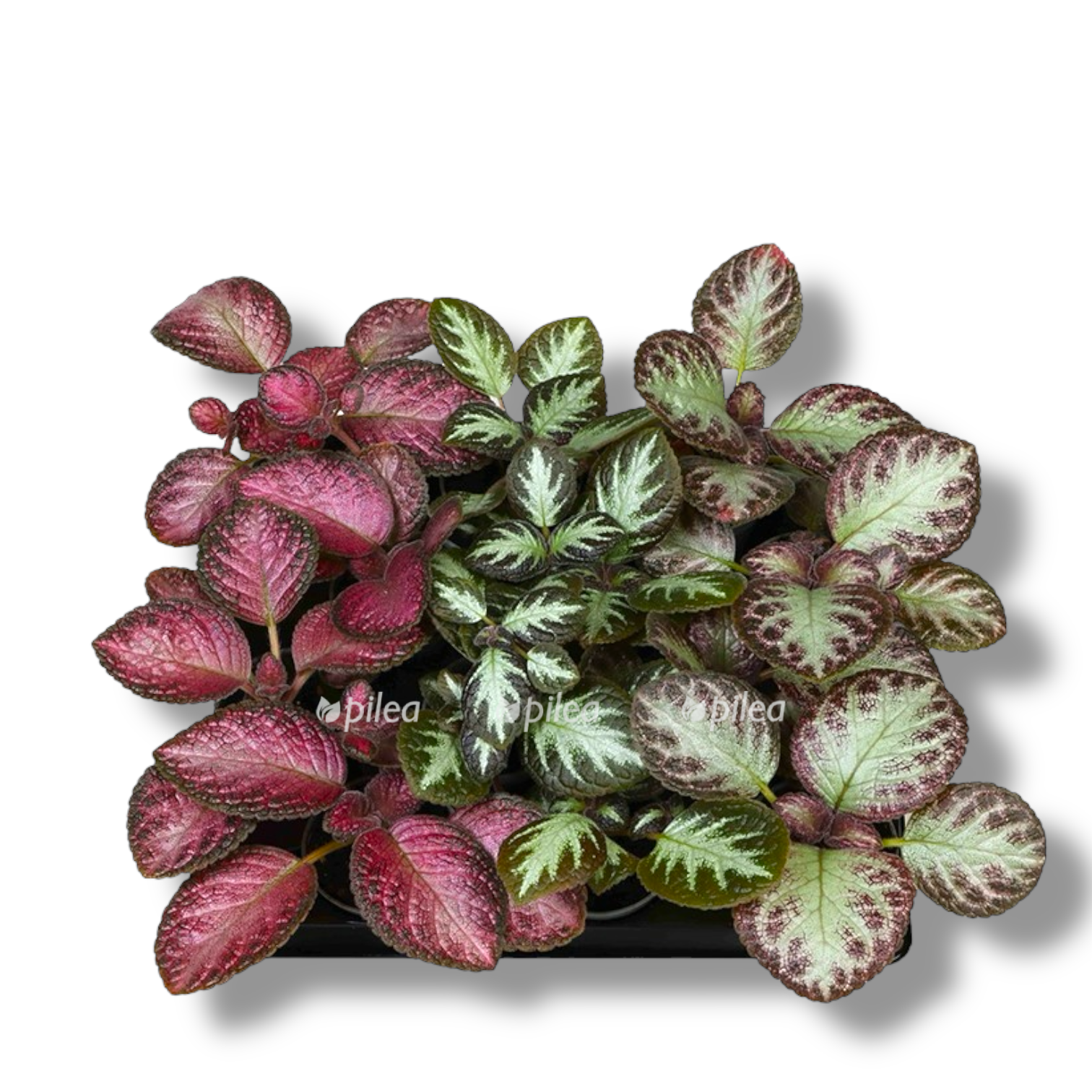 episcia