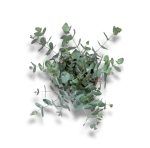 Эвкалипт Синерея купить