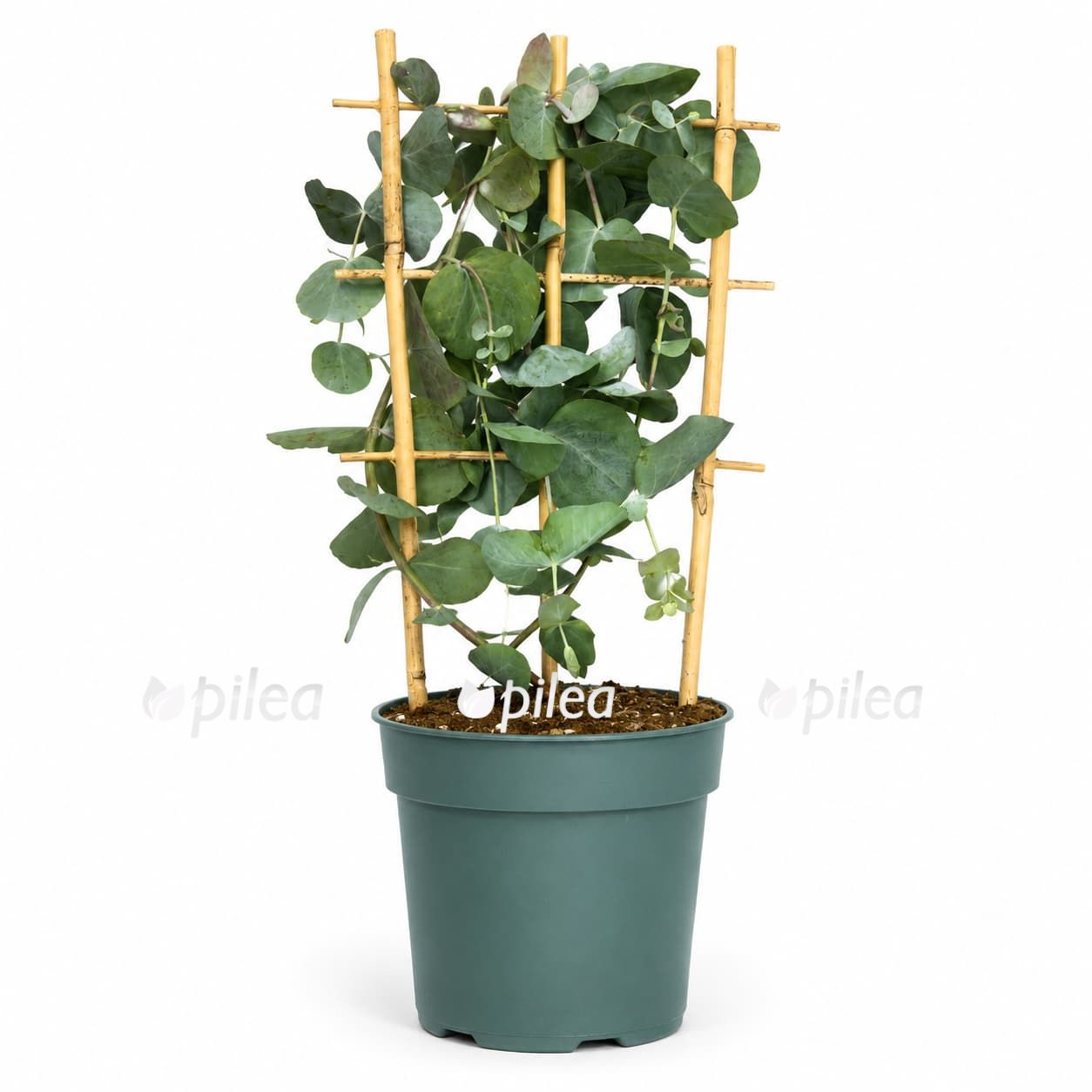eucalyptus silver dollar