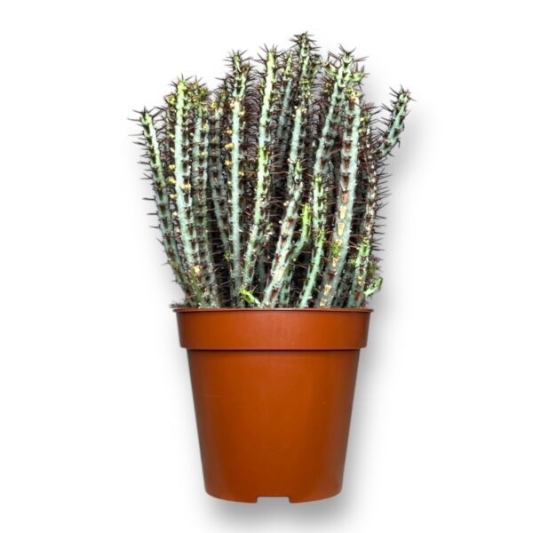 euforbiya aeruginoza e1736702216810