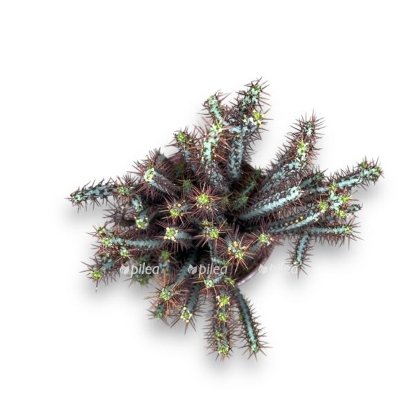 euforbiya aeruginoza e1736702225720