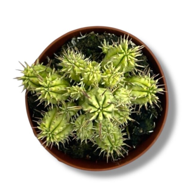 euforbiya aggregata variegata e1771309505647