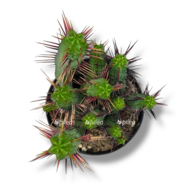 euforbiya enopla e1739168243805