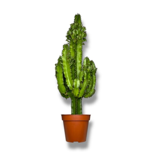 euforbiya eritreya e1739160369824