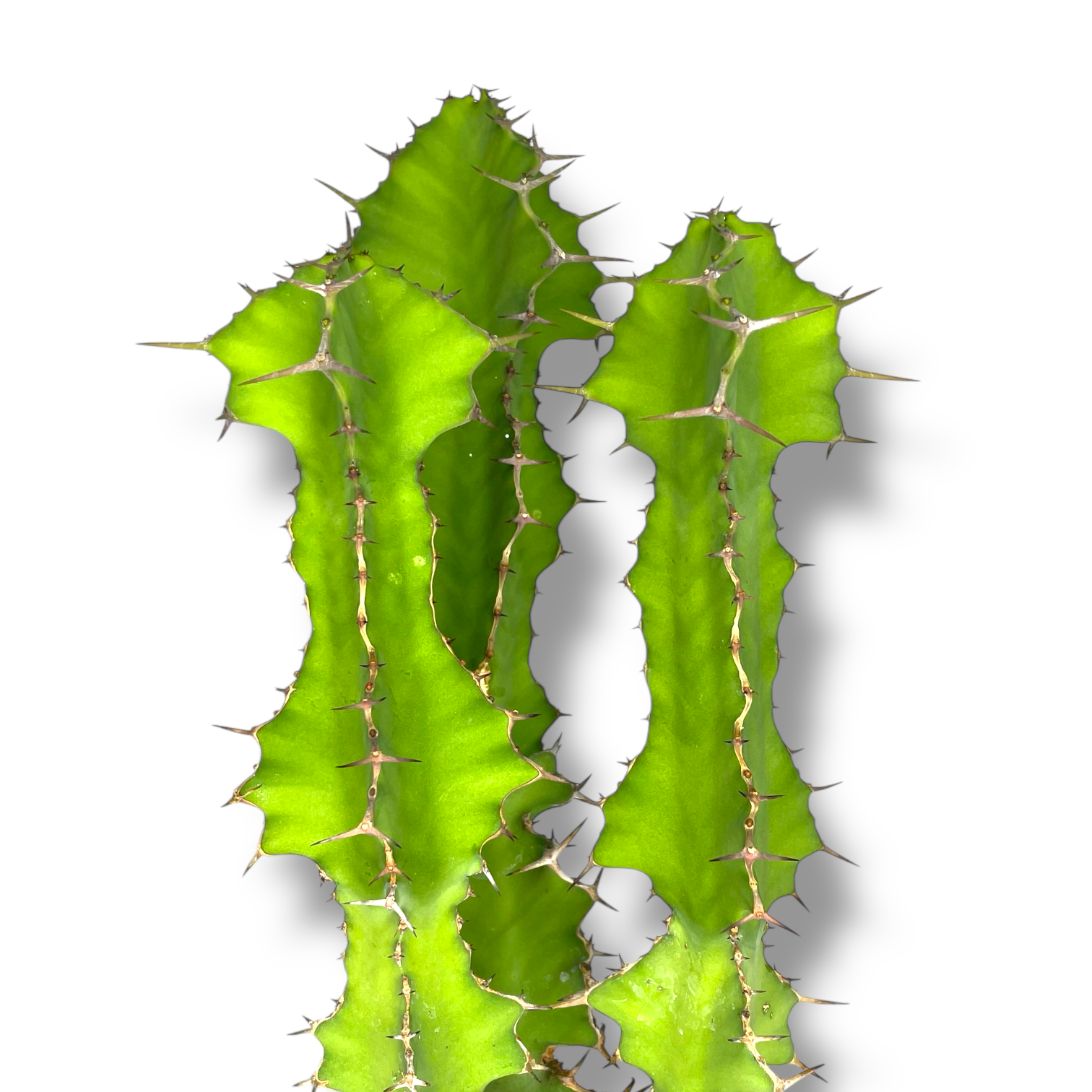 euforbiya grandikornis 1 1