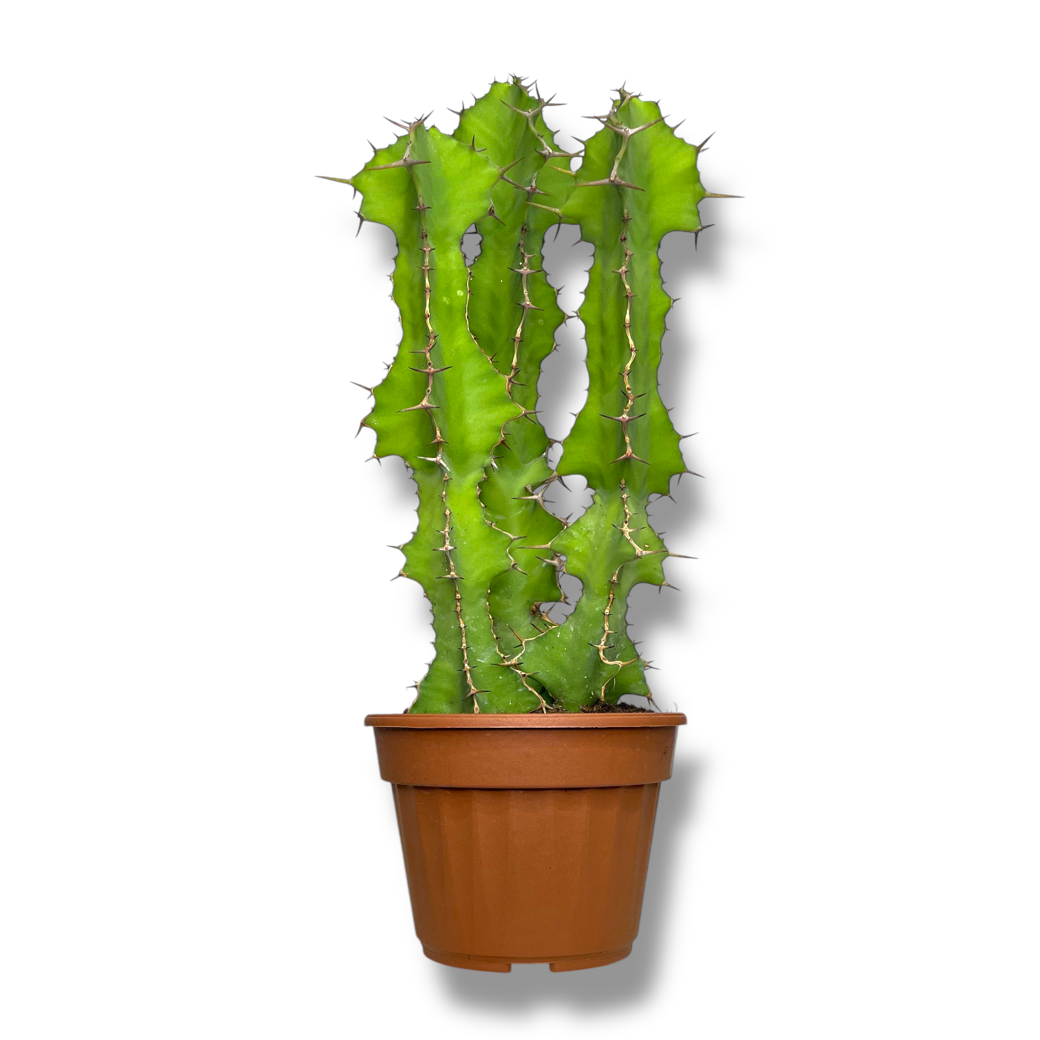 euforbiya grandikornis