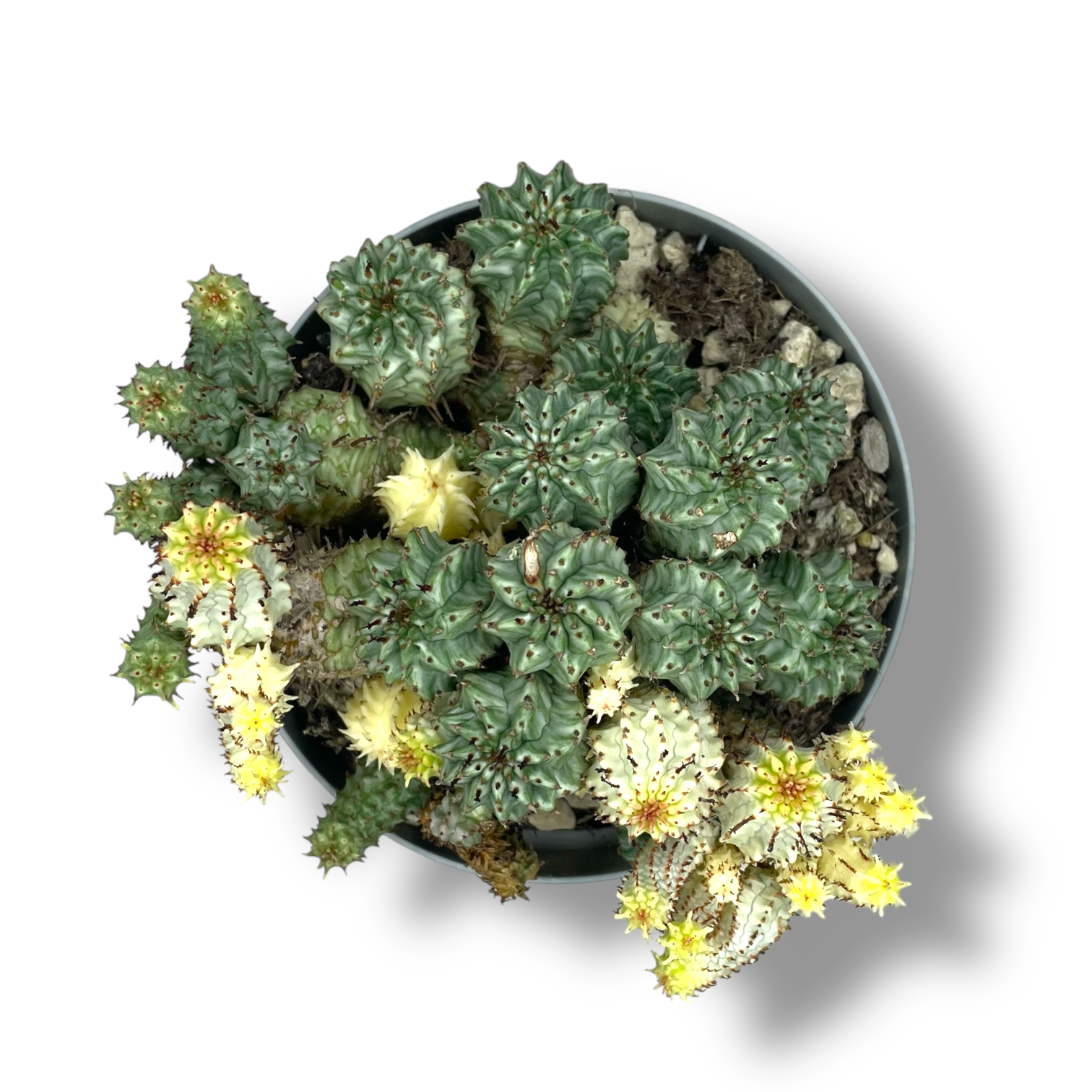 euforbiya horrida kristata variegata