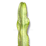 euforbiya ingens variegata.