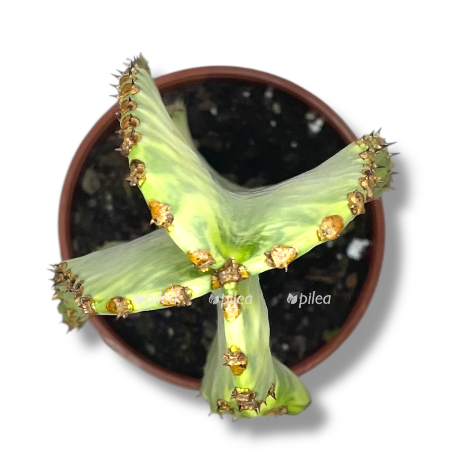 euforbiya ingens variegata. 1 1