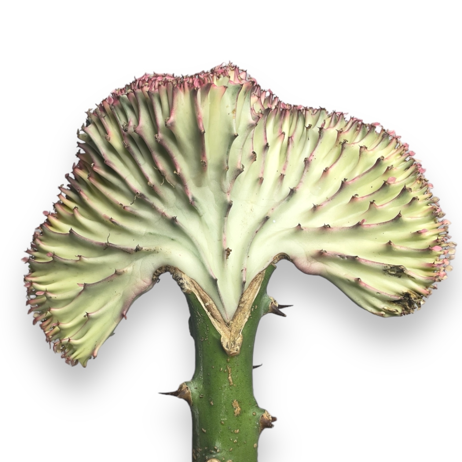 euforbiya lakteya kristata