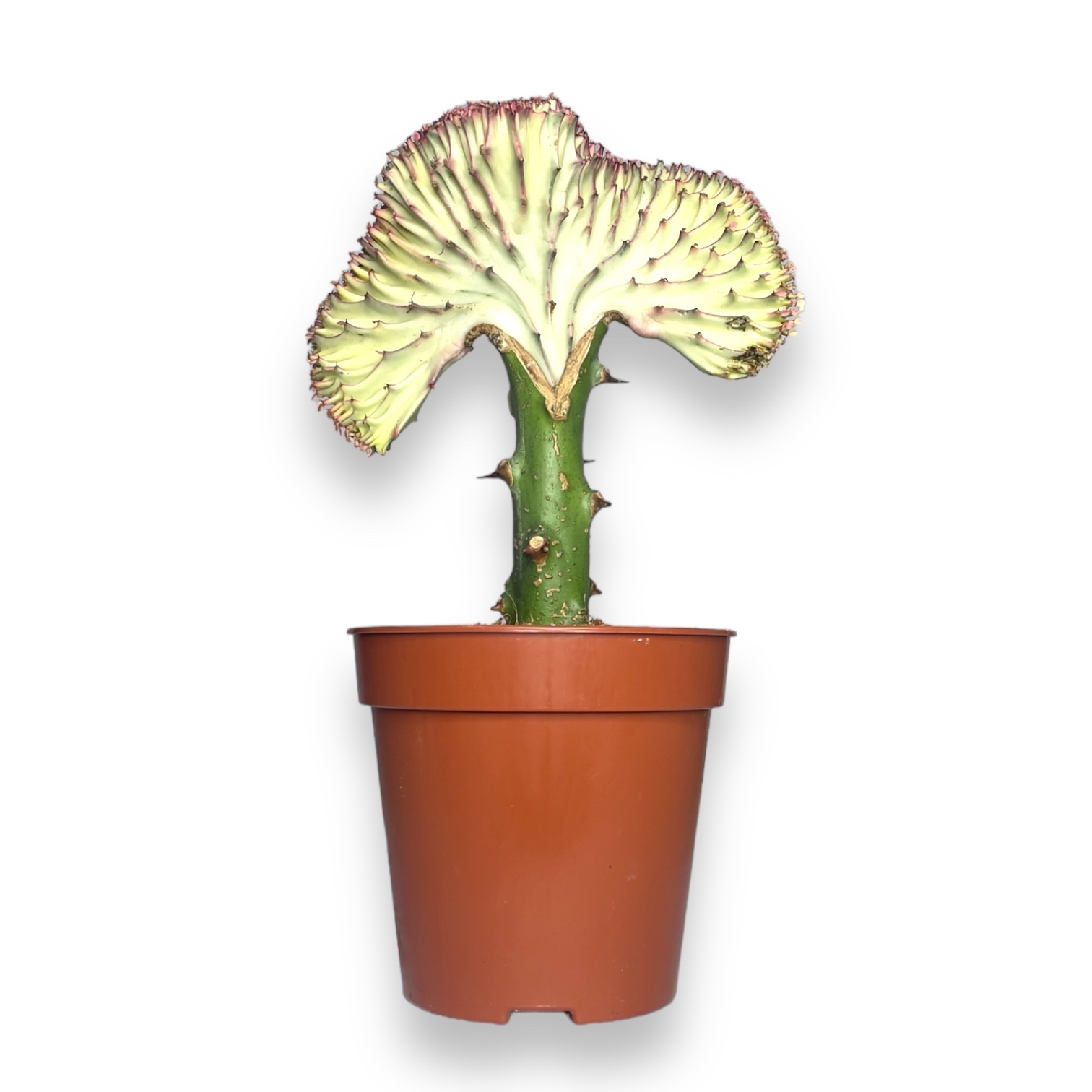 Эуфорбия Лактея Кристата купить