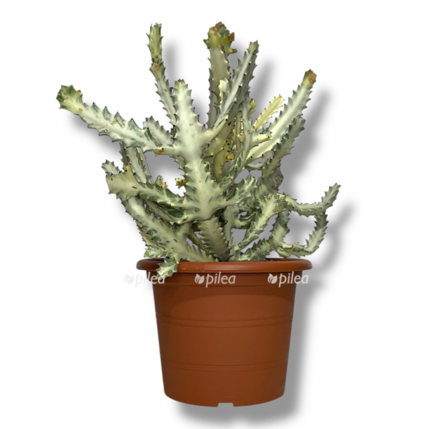 euforbiya lakteya vajt gost e1770143242552