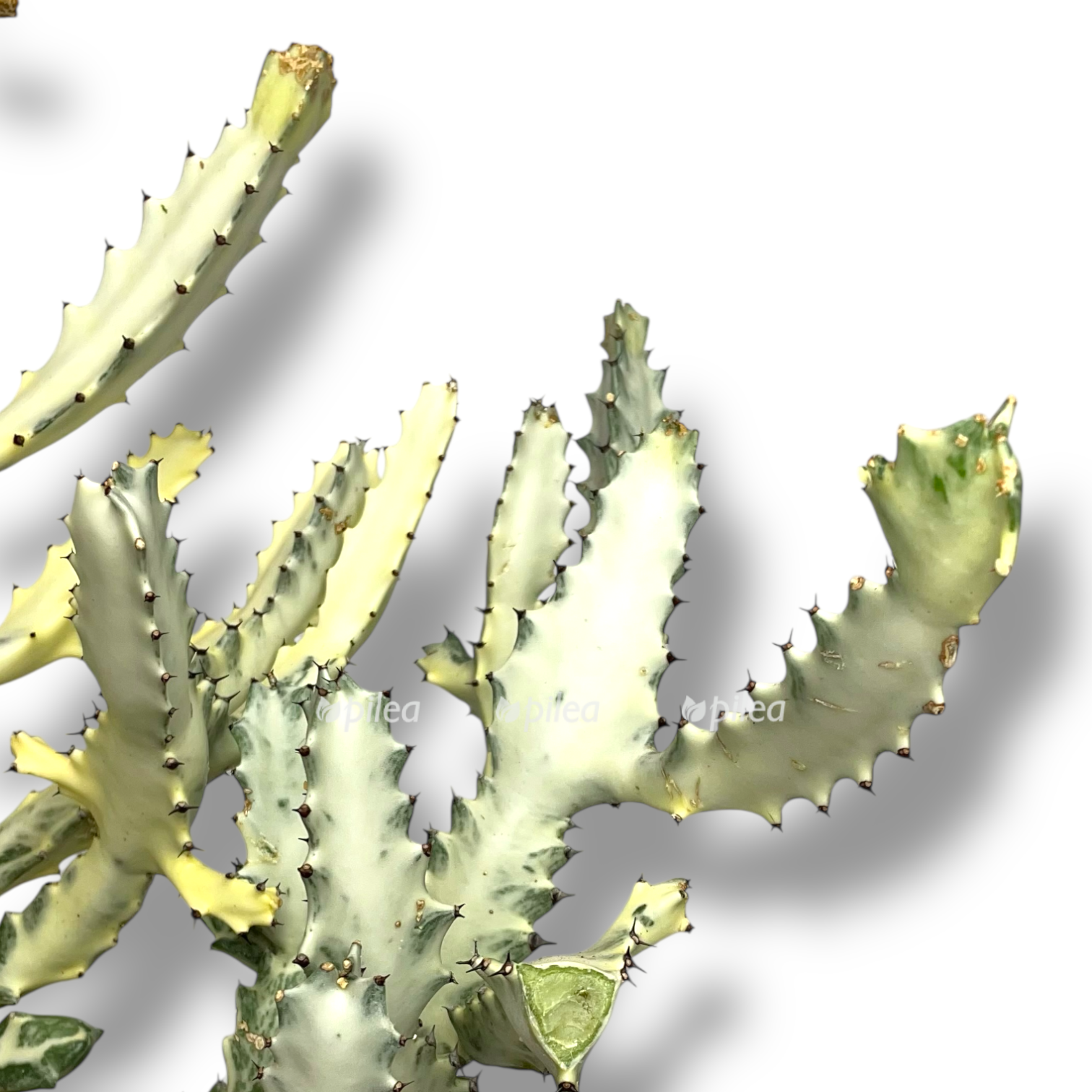 euforbiya lakteya vajt gost.