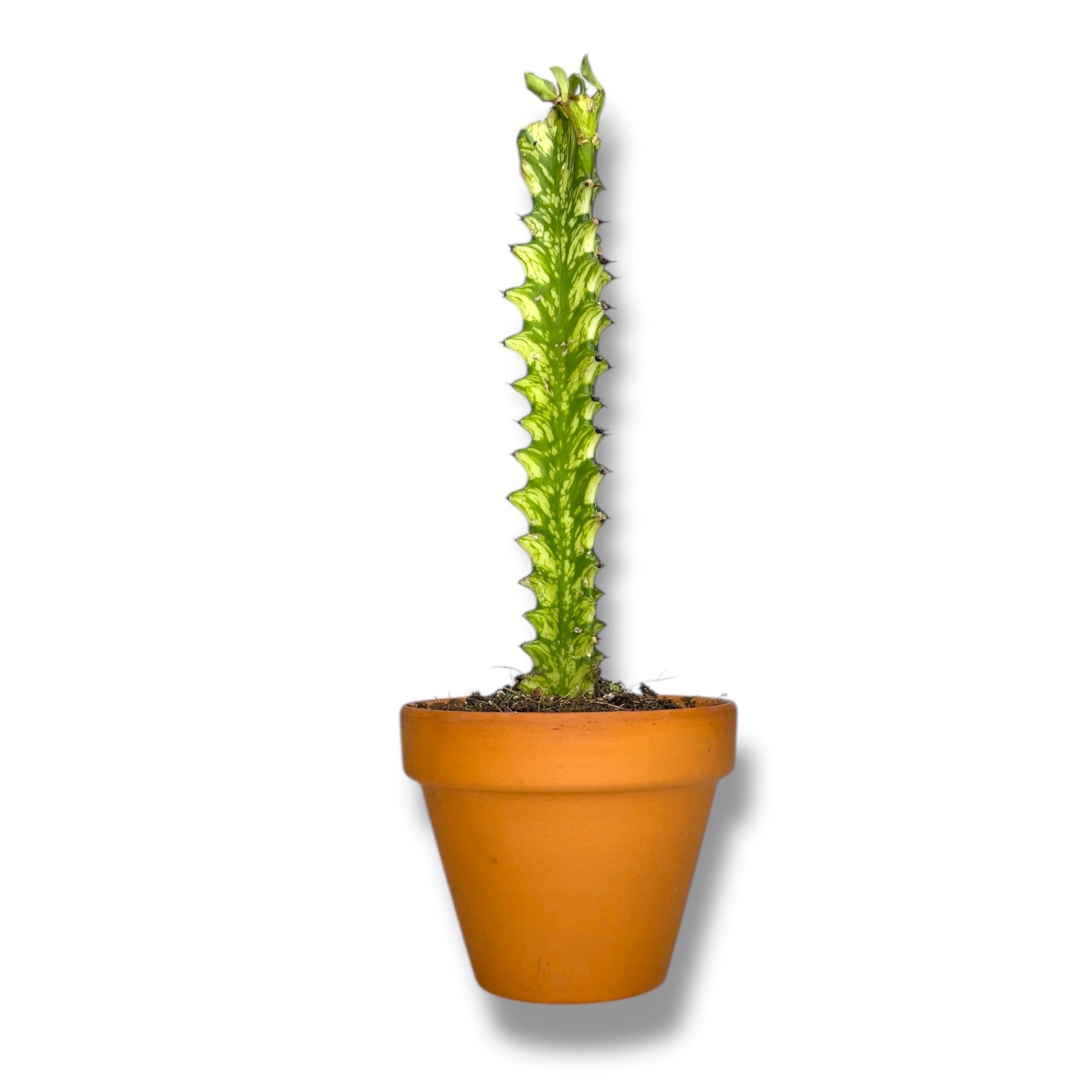 euforbiya lakteya variegata