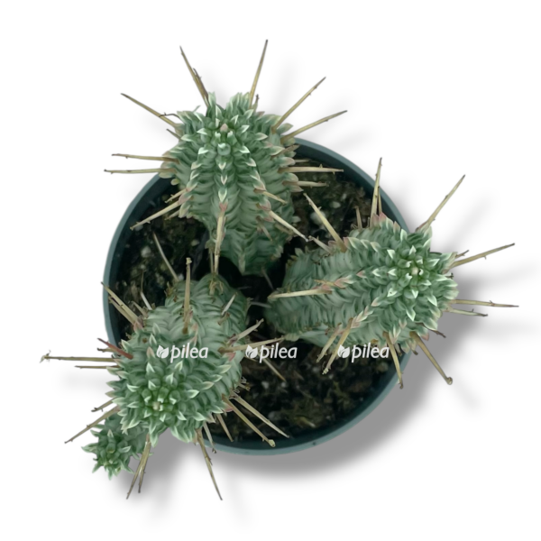 euforbiya mammilyaris variegata e1757005814597